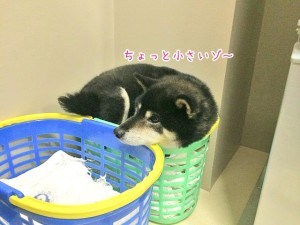 少し小さいなぁ