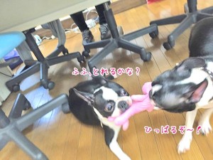 引っ張り合う犬ちゃん