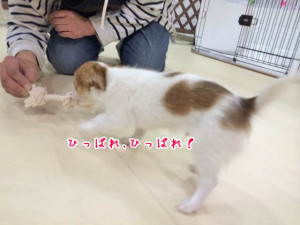 引っ張れ引っ張れ