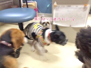 張り切って逃げるぞ