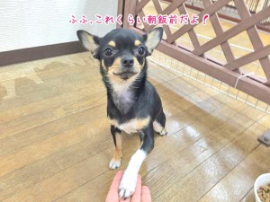 得意げな犬ちゃん