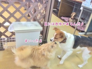 御用だ犬ちゃん