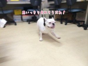 意気込む犬ちゃん