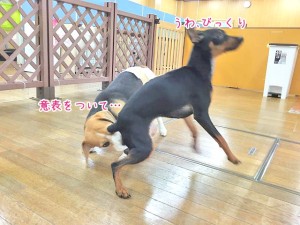 意表をつく犬ちゃん