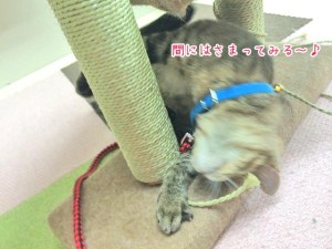 挟まる猫ちゃん