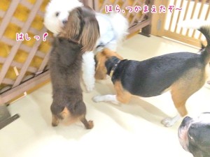 捕まえたぞー犬ちゃん