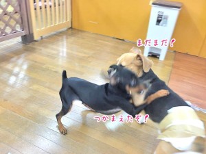 捕まえたぞ！