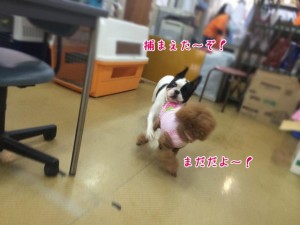 捕まえた？