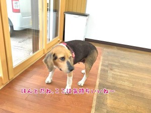 日が当たって気持ちいいね