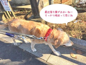 晩秋を思う犬ちゃん