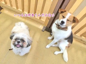 普段は仲良し