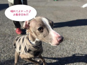 晴れを喜ぶ犬ちゃん