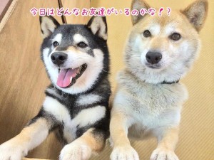 期待する犬ちゃん