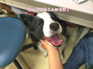 机の下から・・・