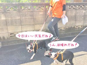 楽しくお散歩犬ちゃん