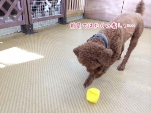 楽しそうな犬ちゃん