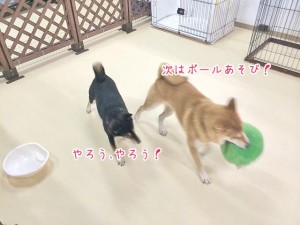 次はボール遊びだ