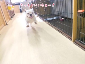 気持ちよく走る犬ちゃん