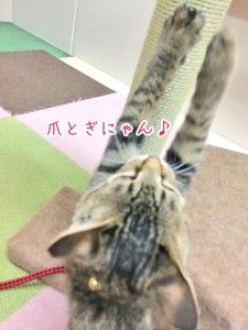 爪とぎ猫ちゃん