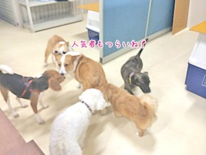 犬だけに人気ナンバーワン