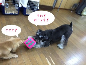 犬ちゃん同士の綱引き