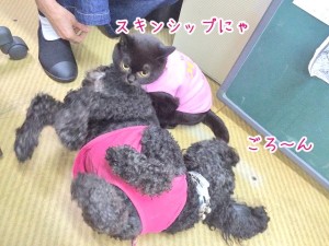 犬ちゃん猫ちゃんのスキンシップ