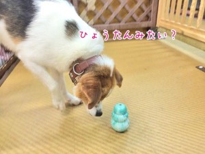 犬とひょうたん？