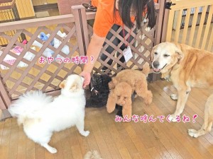 犬のお友達はおやつが大好き