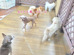 犬のお友達もちゃんと撮るよ