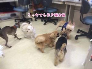 犬の井戸端会議