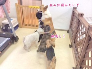 犬の大運動会？