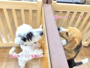 犬の気配を感じる