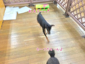 犬の追いかけっこエンドレス