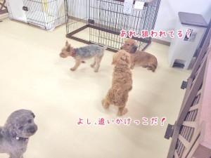 狙われたワンちゃん