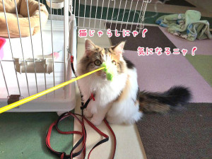 猫じゃらし