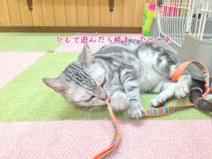 猫ちゃんからまる