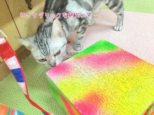 猫ちゃんとサイケデリック