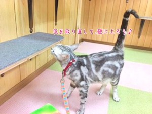 猫ちゃんの壁のぼり