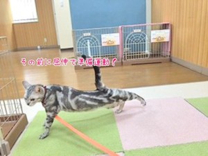 猫ちゃんの準備運動