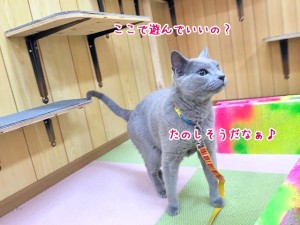 猫ちゃんスペース