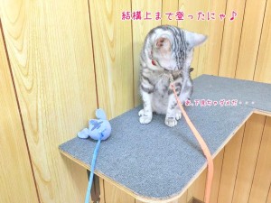 猫ちゃん下を見る