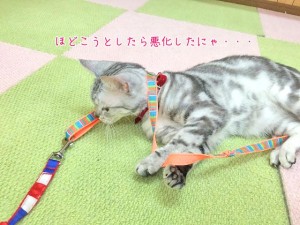 猫ちゃん失敗する