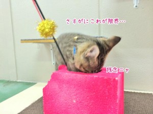 猫ちゃん残念でした