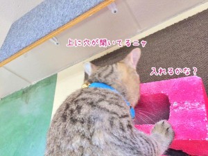 猫ちゃん穴を発見