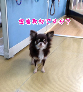 さいたま ペットホテル