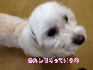 画像 016