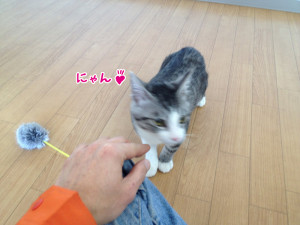 さいたま市ペットホテル　にゃんこ