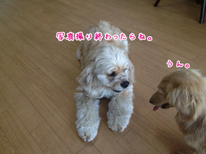 ペットホテル　写真撮影