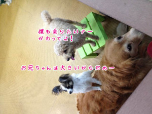 ペットホテル　大型犬と小型犬