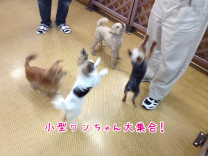 ペットホテル　小型犬集合